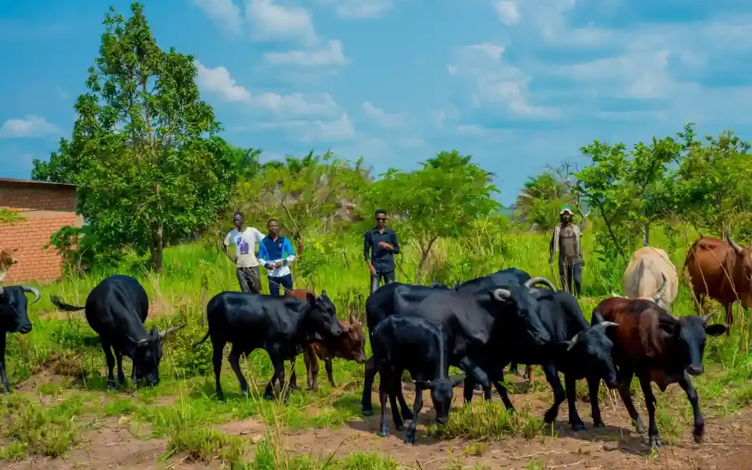 Master en Sciences de la Production Animale