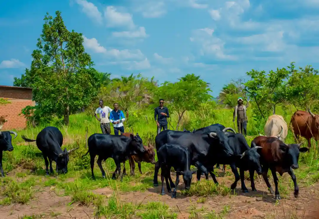 Les vaches de L'UNILO
